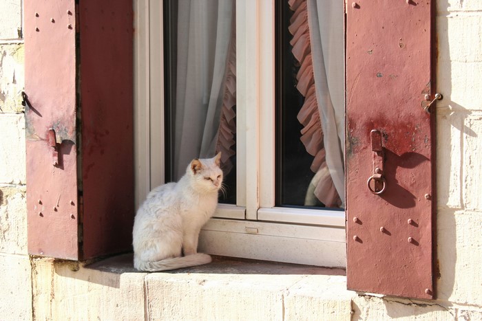 White cat sitting on a windowsill with red shutters