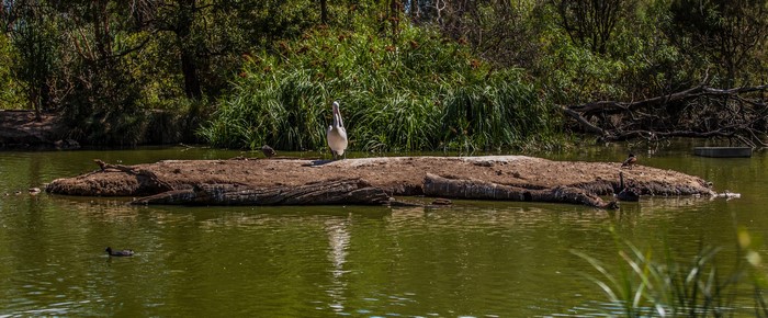 Pelican and ducks on an island in a pond at Mount Lofty Botanic Garden