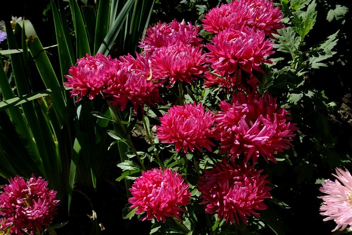 4K Wine Color Asters Closeup