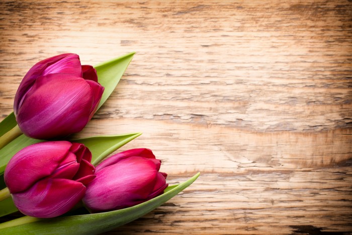 Three wine-colored tulips on a wooden background