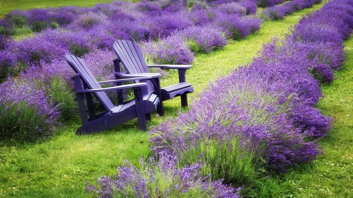 Purple Adirondack chairs in a lavender field