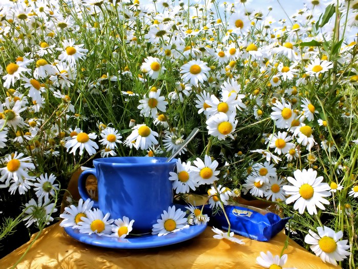 Blue cup and saucer with chamomile flowers