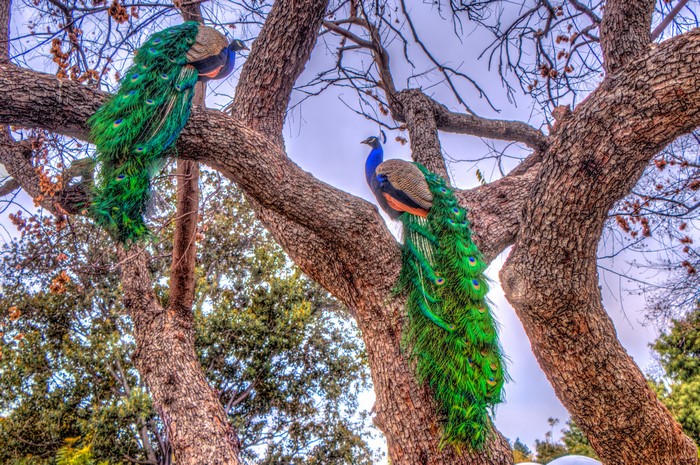 Two Peacocks Perched on a Tree Trunk