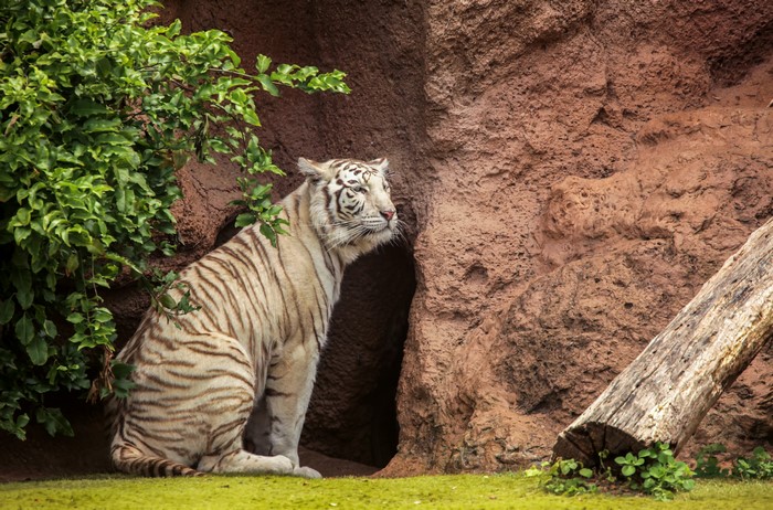 White Tiger sitting near a cave entrance