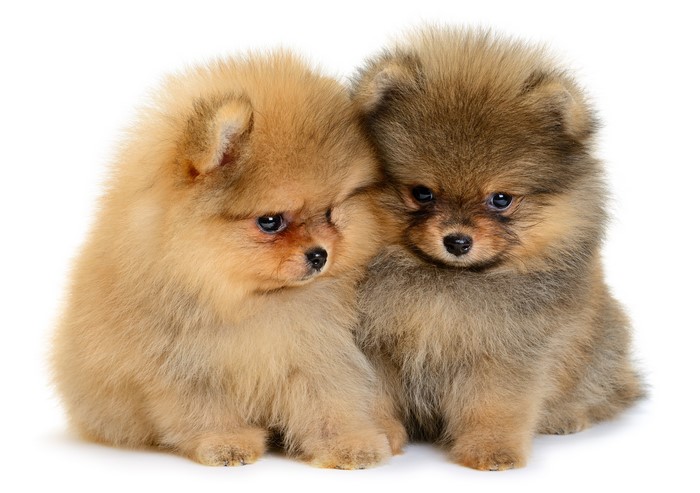 Two Adorable Pomeranian Puppies on White Background