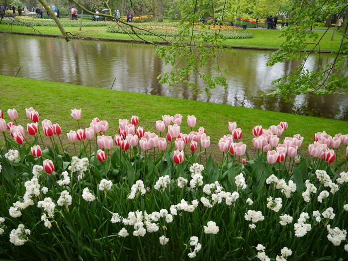 Keukenhof Gardens with Tulips and Daffodils by Pond