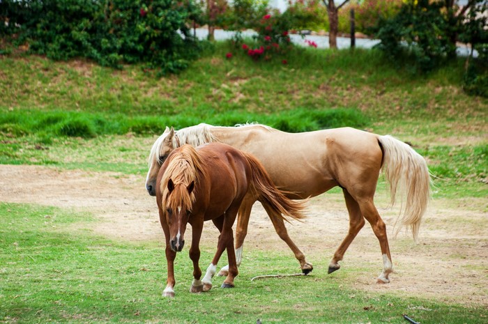 Two horses in a grassy field