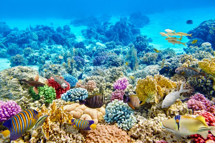 Vibrant Coral Reef with Colorful Tropical Fish