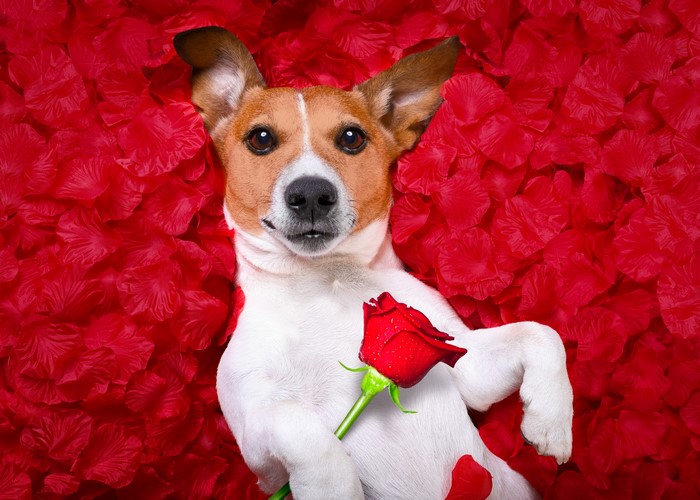 Jack Russell Terrier with a Rose on Red Petals