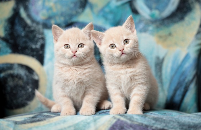 Two British Shorthair kittens sitting on a patterned blanket