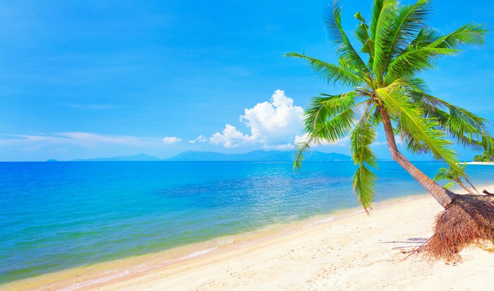 Beach with Palm Trees and Ocean Horizon