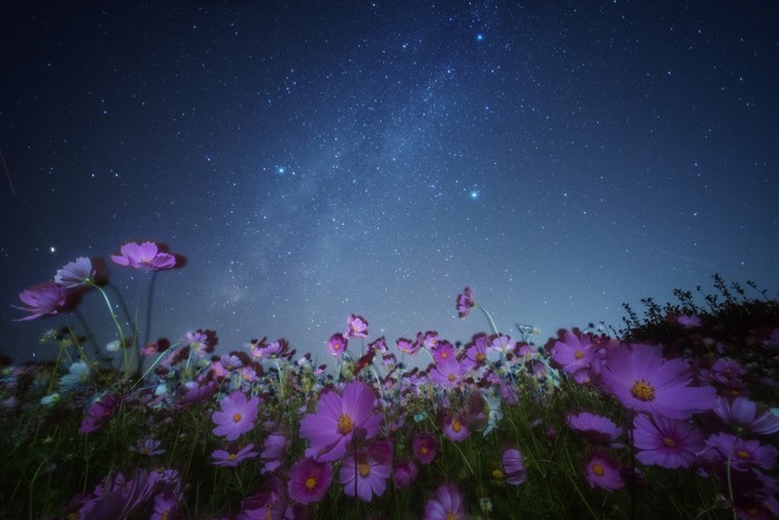 Cosmos flowers under a starry night sky