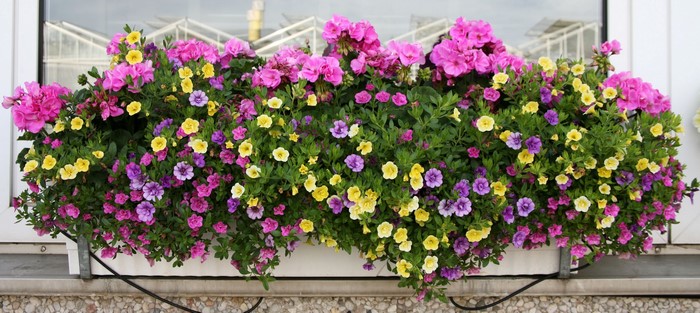 Window box with pink, purple, and yellow flowers