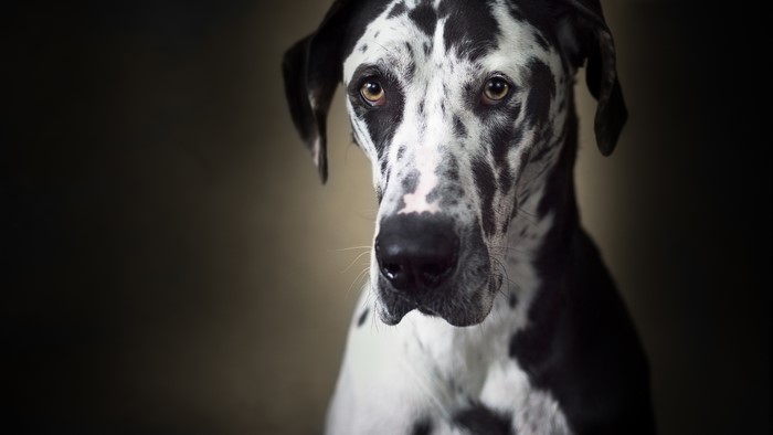Great Dane dog looking forward
