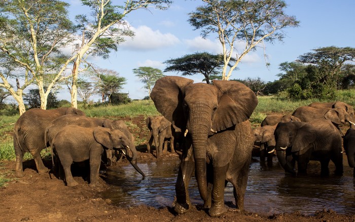Herd of Elephants Drinking Water in African Savanna