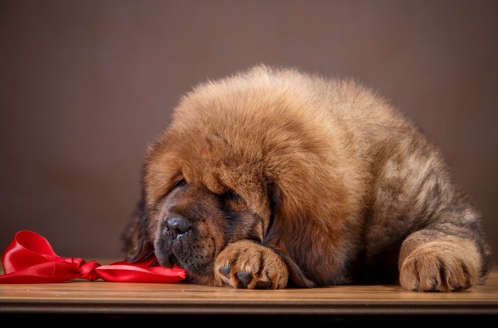 Tibetan Mastiff puppy with red ribbon