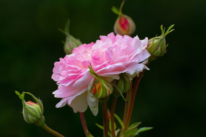 Pink rose with buds