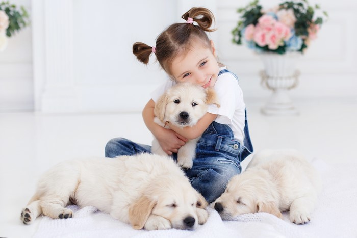 Girl hugging a golden retriever puppy with two other puppies