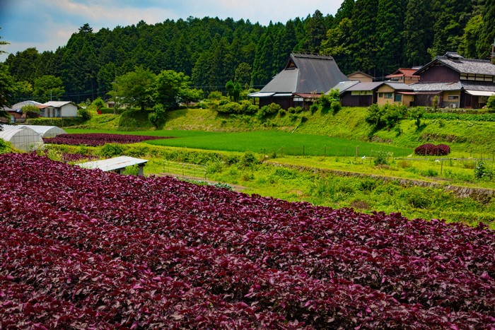 Japanese Village with Fields in Ohara, Kyoto