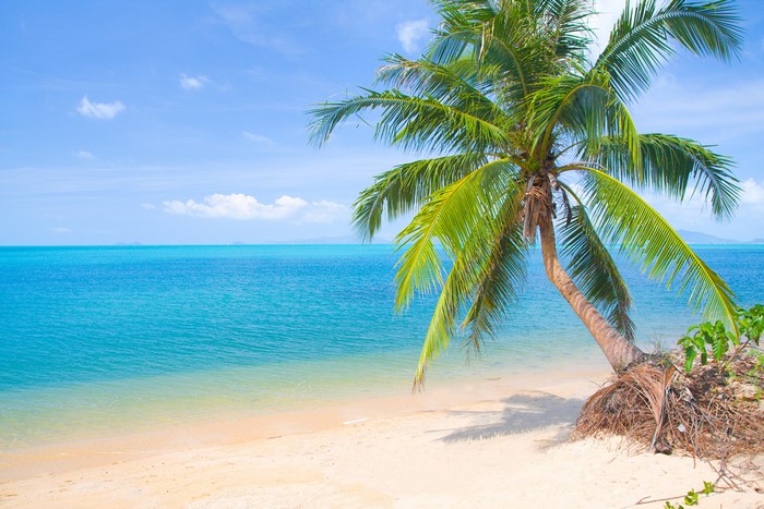 4K Beach with Palm Tree and Ocean Horizon