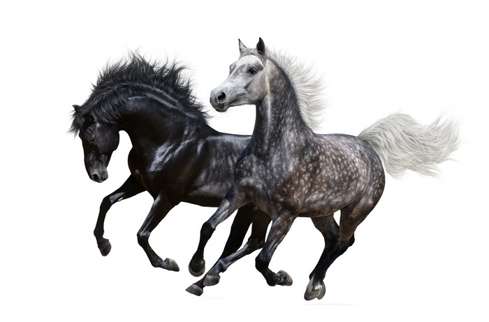 Two horses running on a white background