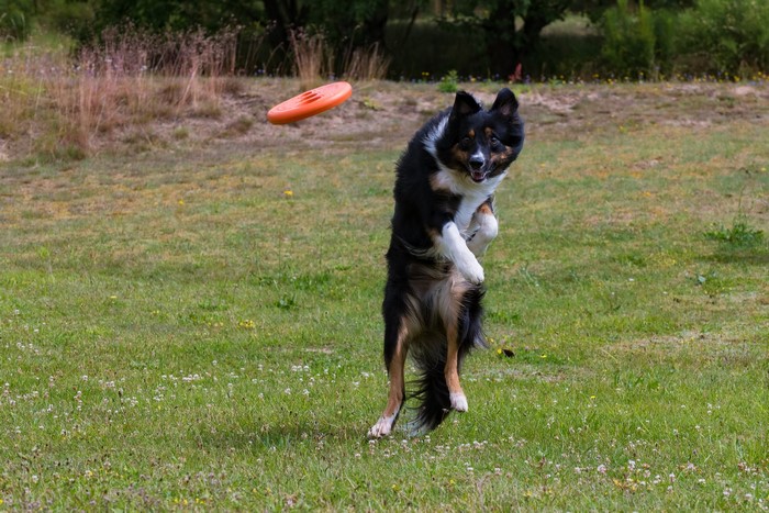 Border Collie jumping for a frisbee in a grassy field