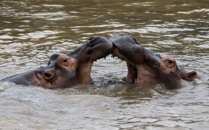 Two hippos in water
