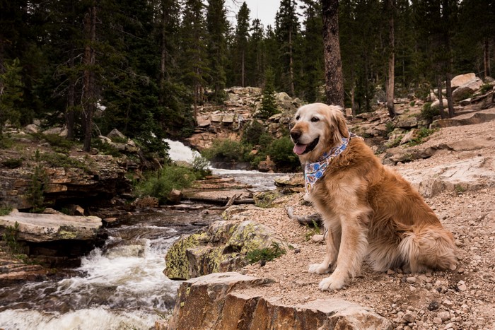Golden Retriever dog sitting by a stream in a forest