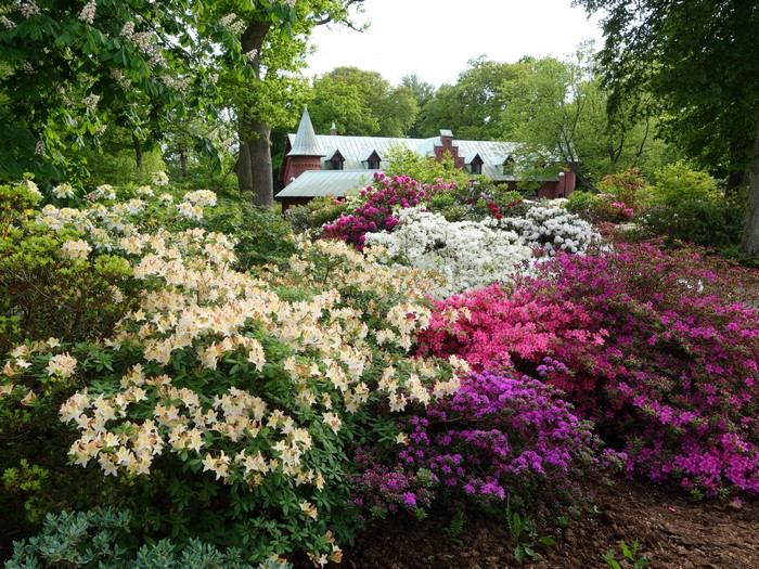 4K Rhododendron Garden at Sofiero Castle Gardens, Sweden