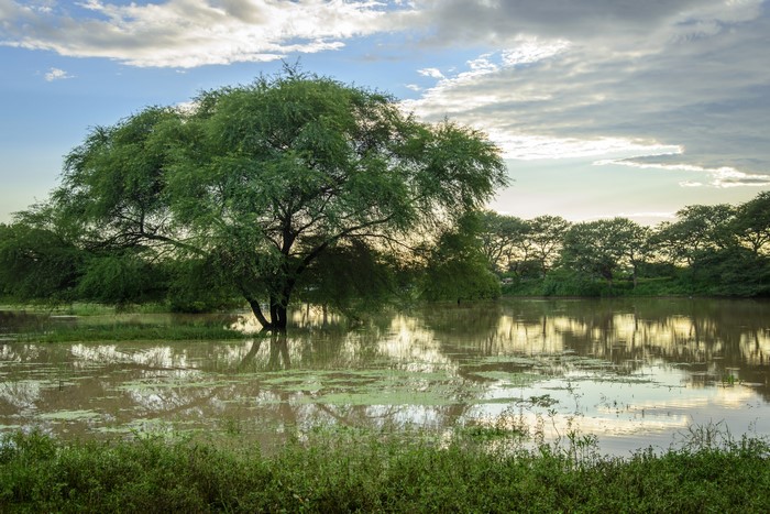 Flooded landscape with large tree and reflections