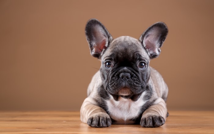 French Bulldog Puppy Lying Down