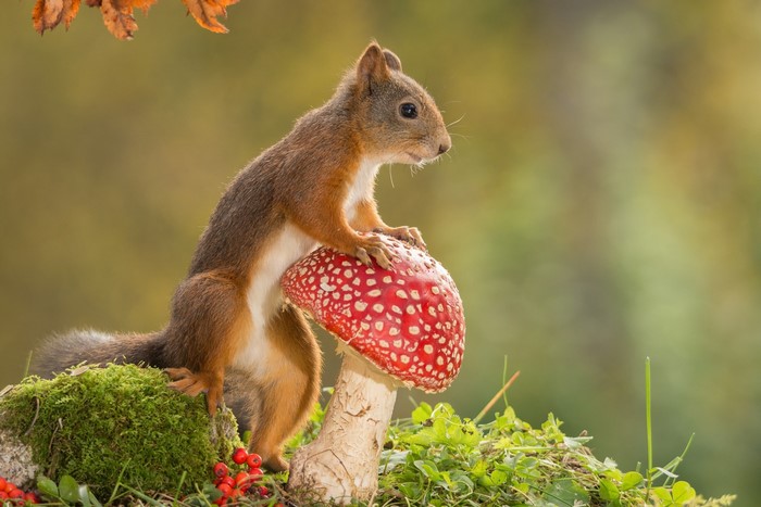Red squirrel on a red and white mushroom