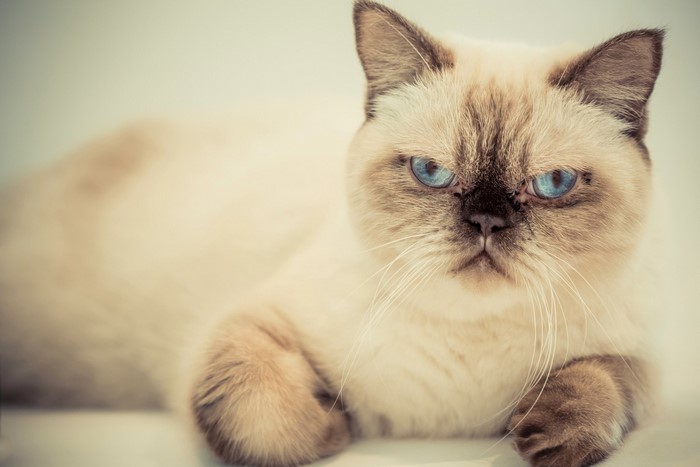 A Siamese cat with blue eyes looking forward