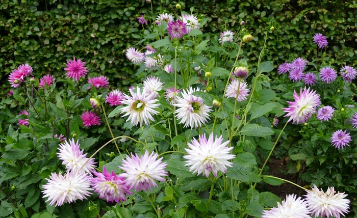Dahlias in bloom against a green hedge