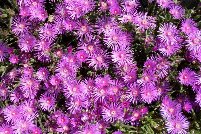 Many pink Mesembryanthemum flowers in close-up