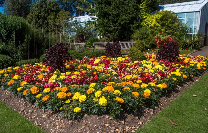 Flowerbed with Tagetes at Swansea Botanic Gardens, Wales