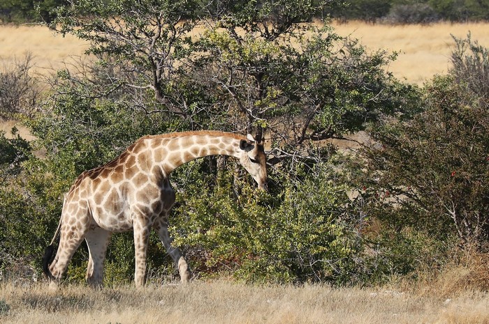 Giraffe eating leaves from shrubs in a dry field