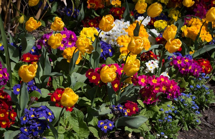 4K Tulips and Primula flowers