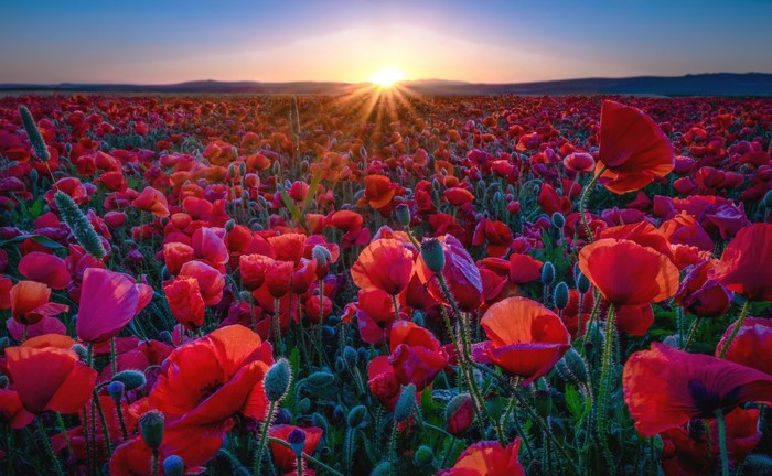 Field of red poppies at sunset with sun rays