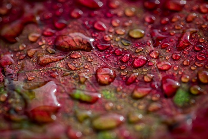Macro shot of water droplets on a red leaf