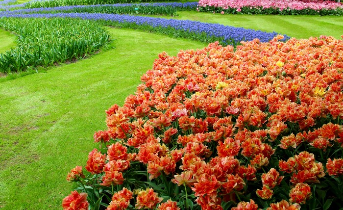 Keukenhof Gardens with Tulips and Blue Flowers