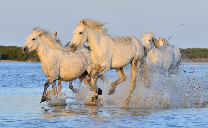 White horses running through water with splashes