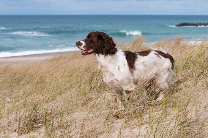 English Springer Spaniel on a sandy beach with ocean background