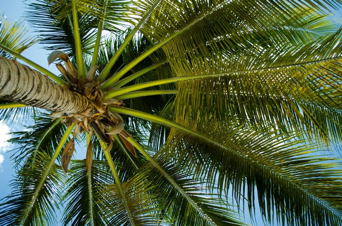 Bottom view of a coconut palm tree trunk and foliage
