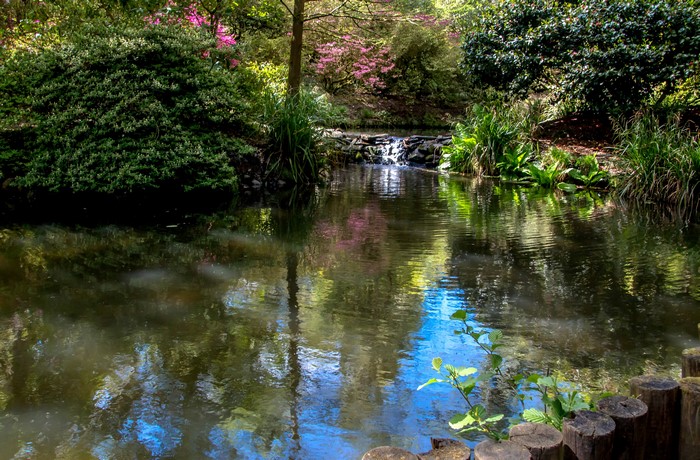 Pond and shrubs in Clyne Gardens, Swansea, United Kingdom
