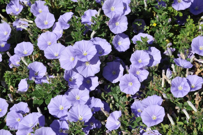 Close-up of purple Bindweed flowers