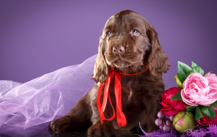 Brown Cocker Spaniel puppy with red ribbon and flowers