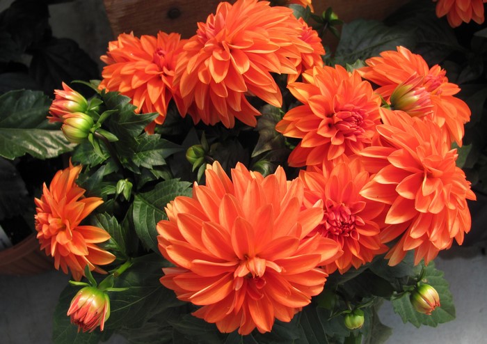 Orange Dahlias and Buds