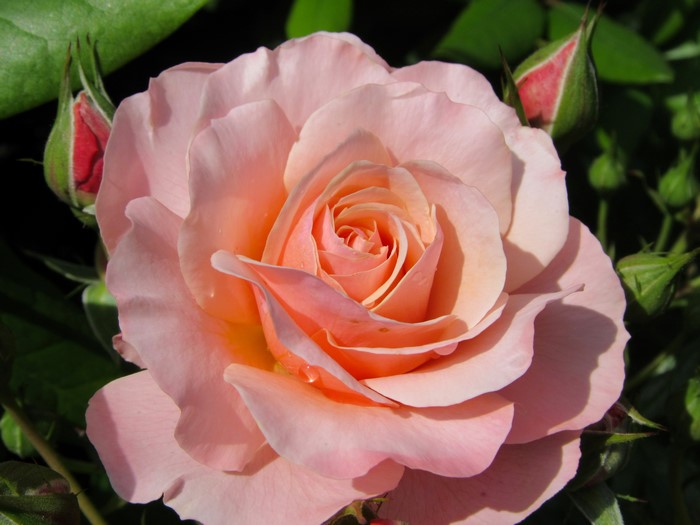 Pink rose with buds