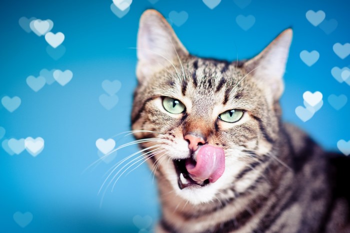 Tabby cat with green eyes licking its nose